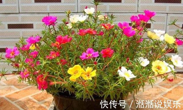 植物|5种普通的植物，开花“惊艳”，年年开花，非常好养，你喜欢吗