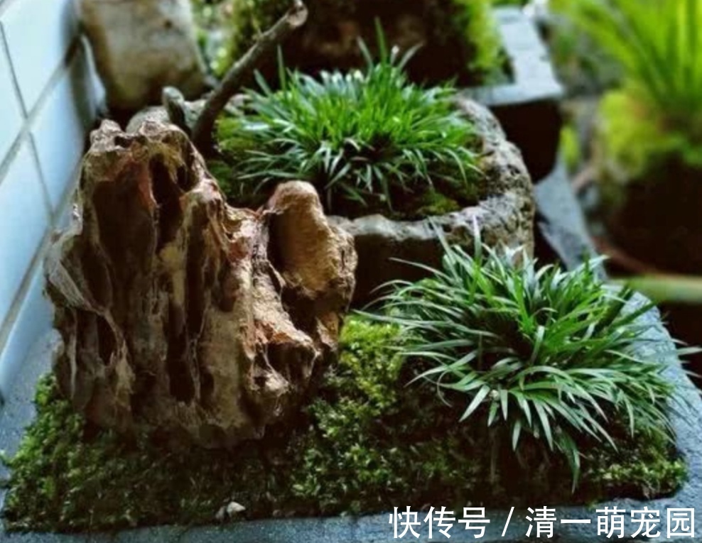 漂亮|5种不起眼的“小草”,挖回来做成盆景,越看越漂亮