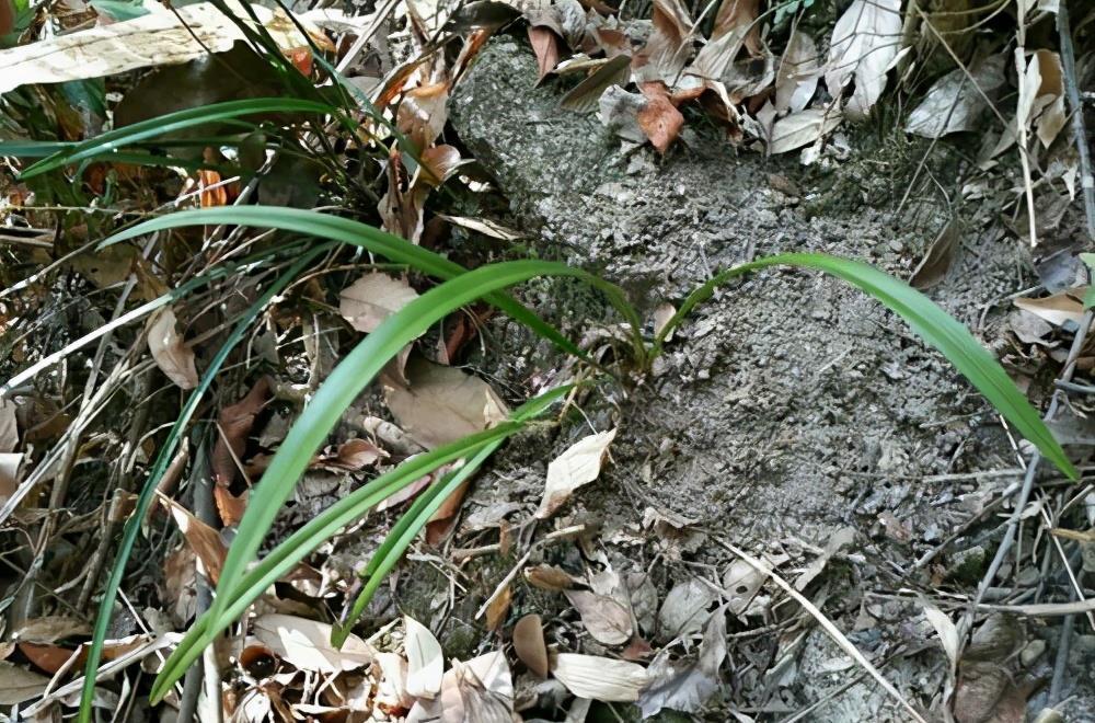 养花用好土长得旺,教你改善土壤的技巧