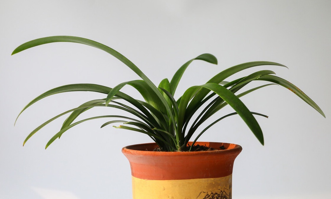 君子兰害怕五件事，新手经常犯，难怪越养越糟糕