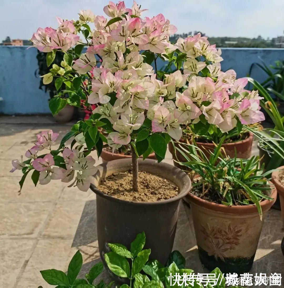 耐旱|超级耐旱花,整个冬天不浇水,还能胖一圈