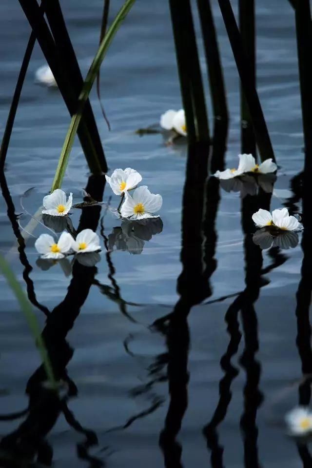 海藻花|泸沽湖的“水性杨花”美爆了，这是心动的感觉