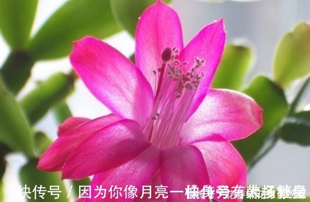 蟹爪兰花芽|爷爷养蟹爪兰，20天长成“胖墩”，学会3个秘诀，比施肥奏效！