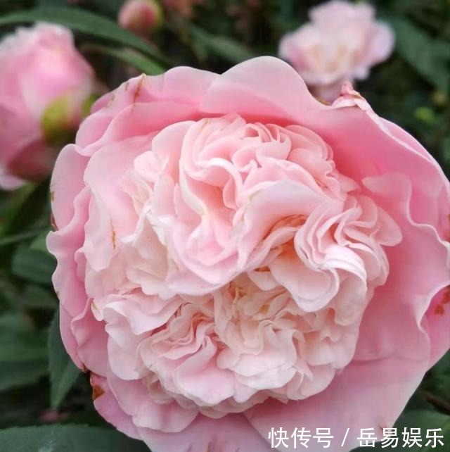 皮水|橘子皮养花有4个“坑”不能踩,方法不对没效果还伤花