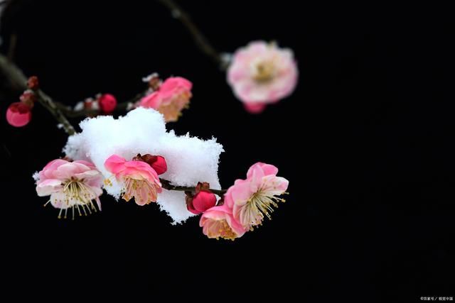 千里冰封$诗词:雪落枝头吻恋花，红梅羞涩醉人佳