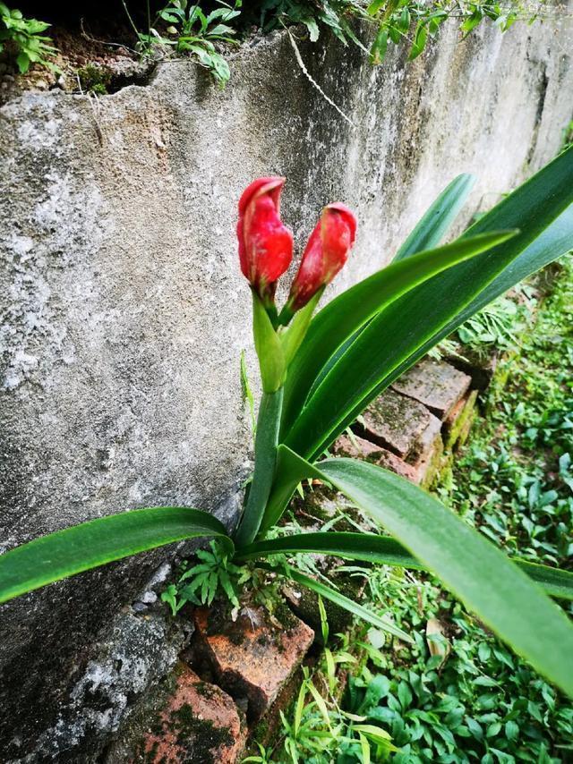 朱顶红|真正的花坚强，墙缝、地缝都能长，开花特别旺！