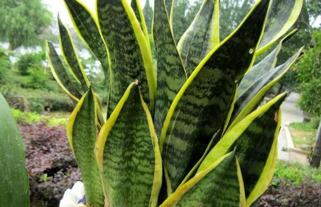 冬天虎皮兰不喜欢“喝水”,那就给它加点“这个”,越长越旺!