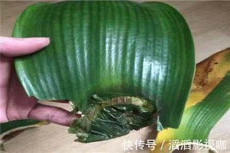 君子兰|太棘手!君子兰碰上烂心烂叶怎么办没想到剪一刀还能救回来