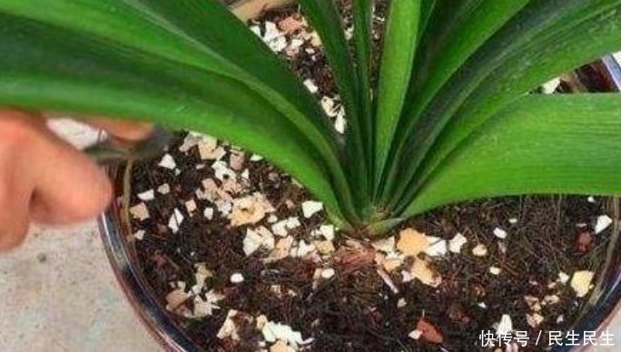 微量元素|它是天然的养花肥,到处都有,盆里放一点,像打了激素蹭蹭长