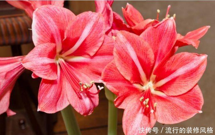 几种花卉轻松在阳台开出花海,一年四季可开花,值得入手