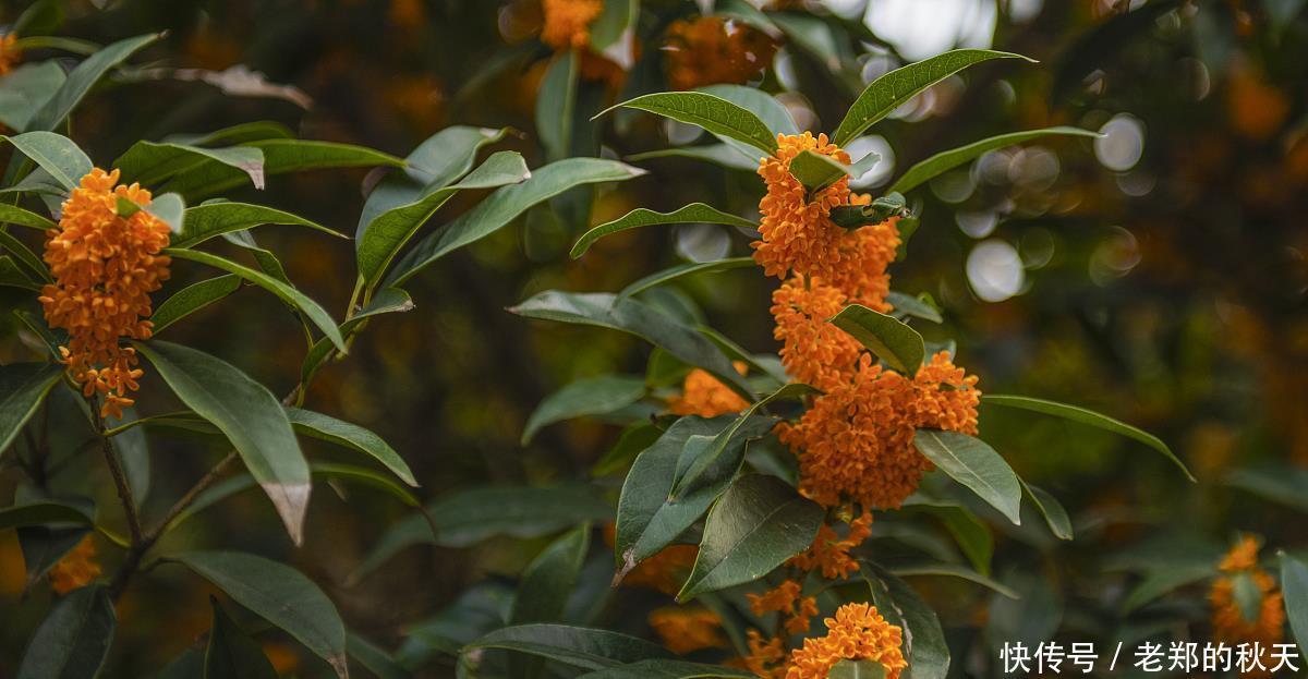 桂花盆景的制作与技巧,简单易学,抓紧收藏!