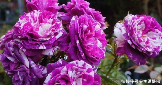 新手养花,就养堪比“开花机器”,比牡丹艳,比木香花还香的花卉