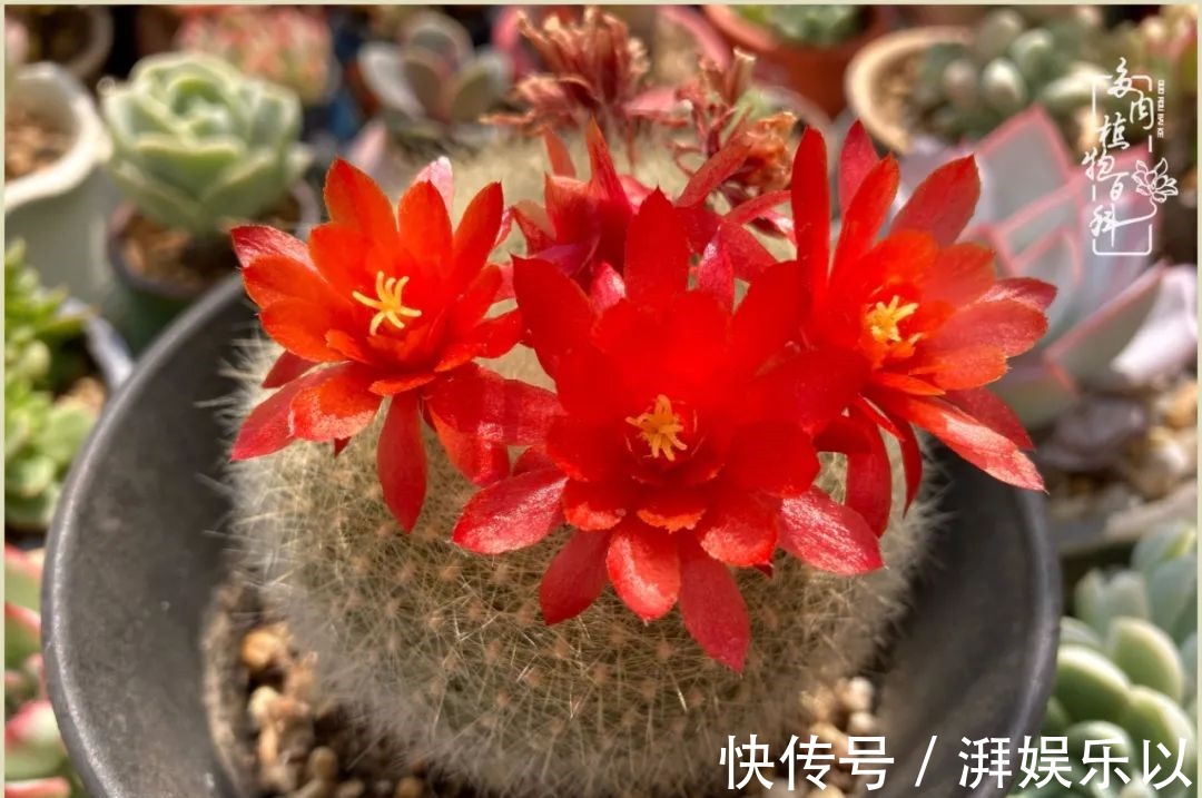 多肉|遇见即美，花事未荼蘼！种一桌子多肉，看花开花落！