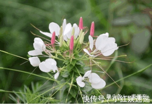 失眠|农村有些山珍野菜，防治咳喘、糖尿病、高血压、烦渴、失眠等症