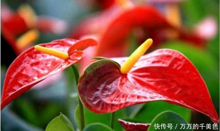 4种花很耐养，沾土就能活，谁见了都喜欢，花朵漂亮，花开旺！