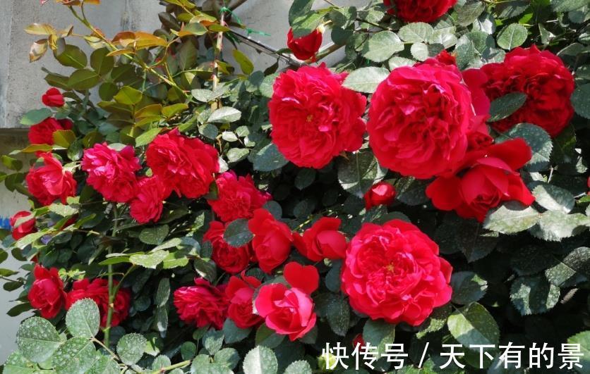 夏季|夏天月季花到底该不该施肥看完再也不纠结了!