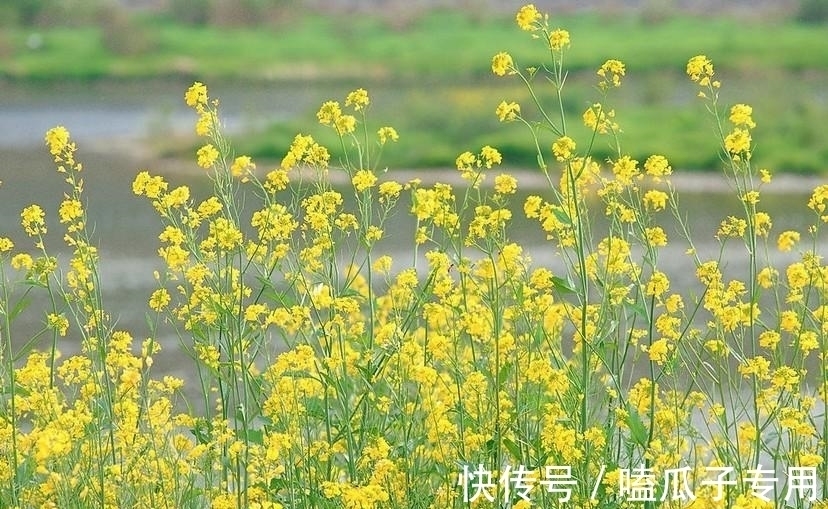 芬馨#李清照婉约又神骏的一首千古名作，情景兼至，尽显第一才女妙才