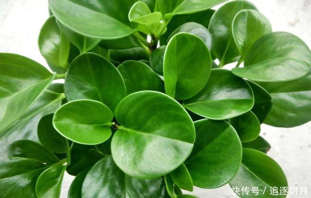 错过|养豆瓣绿不要错过,叶子都能长一棵,一次繁殖100盆,爆盆快