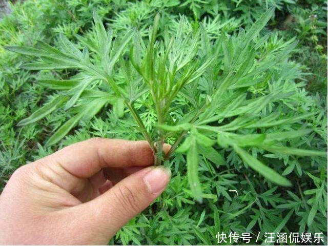 颈椎病|48岁妇女患颈椎病,竟用一把艾叶给治好了,颈椎不好的学起来