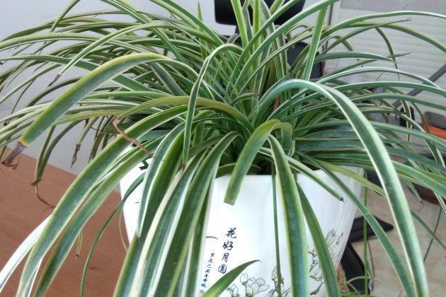 养分|吊兰怎么养才能更佳旺盛,花友们值得一看