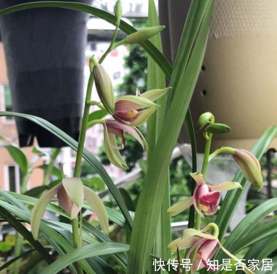 苗壮花芽|8月养兰花,做好1件事,苗壮花芽多,错过等一年