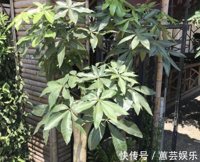 发财树、金钱树喜欢“2种渣”,夏天埋入“1把”,根系开始变壮!