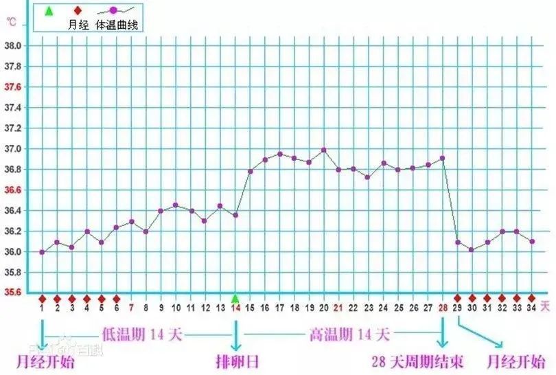 卵巢功能|查体温就能了解卵巢功能真的假的？医生：一学就会