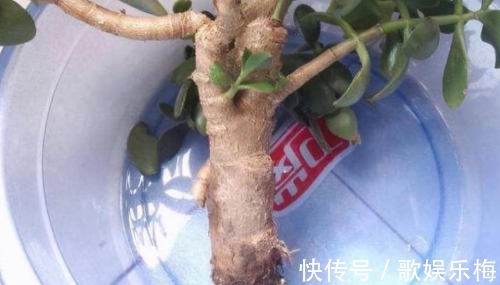 君子兰|容易被水浇死的“14种花”,手太勤反而养不活