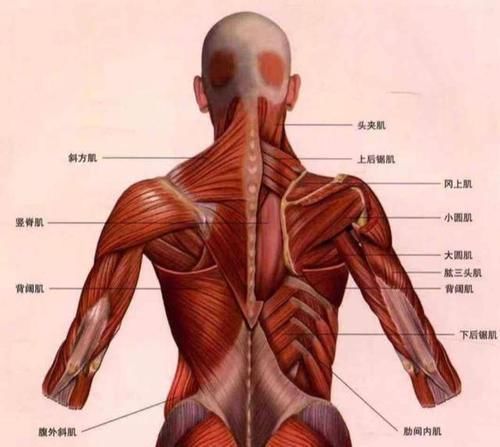 动作|背部增肌真的难练吗这4个动作，帮你练出真正雄壮的背部肌群