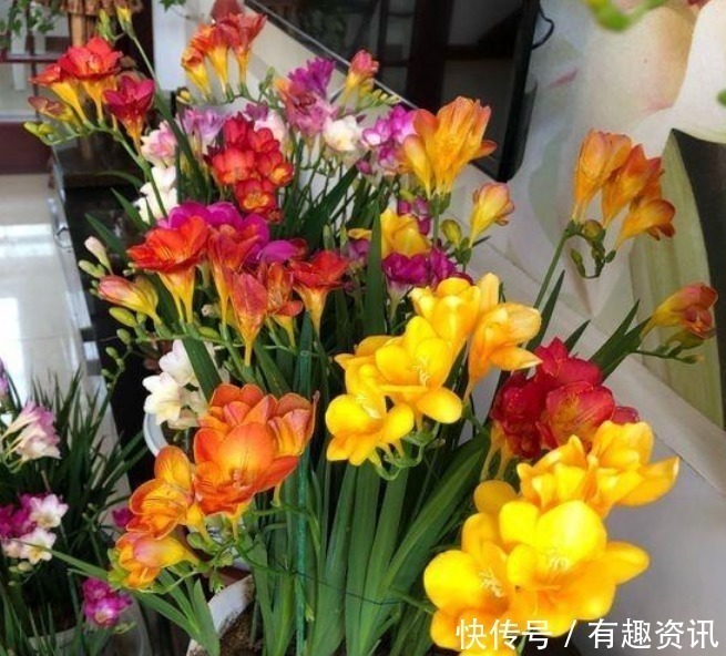 “4种花”一养就上瘾,沾土就活,比兰花还美,尤其女生最喜欢!