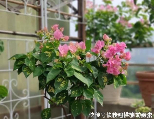 45种三角梅品种,红、橙、黄、绿、白、紫,每一种都很好看!