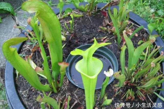 在家里用花盆养食虫植物特简单，定期浇水和喂个小虫即可！