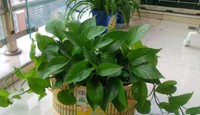 自制花肥太臭那就用点“它”，5天一小勺，绿萝长寿……都能用