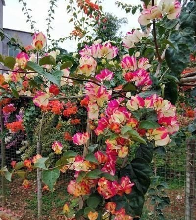 重瓣花中的佼佼者,3种特殊的复色花,开花后实在惊艳夺目