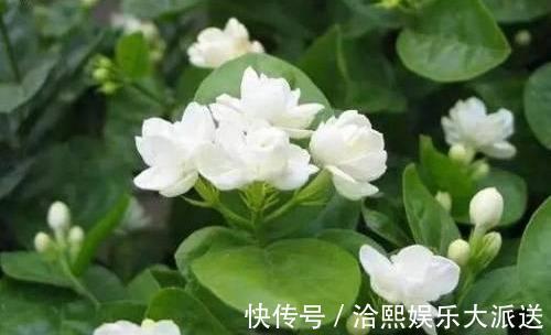 多元素|茉莉用缓释肥远水解不了近渴！此2种水10天浇一次，嗖嗖长花苞
