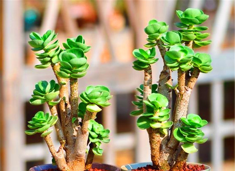 竹签|多肉中的“招财童子”,天生自成老桩,文雅大气,叶片光亮