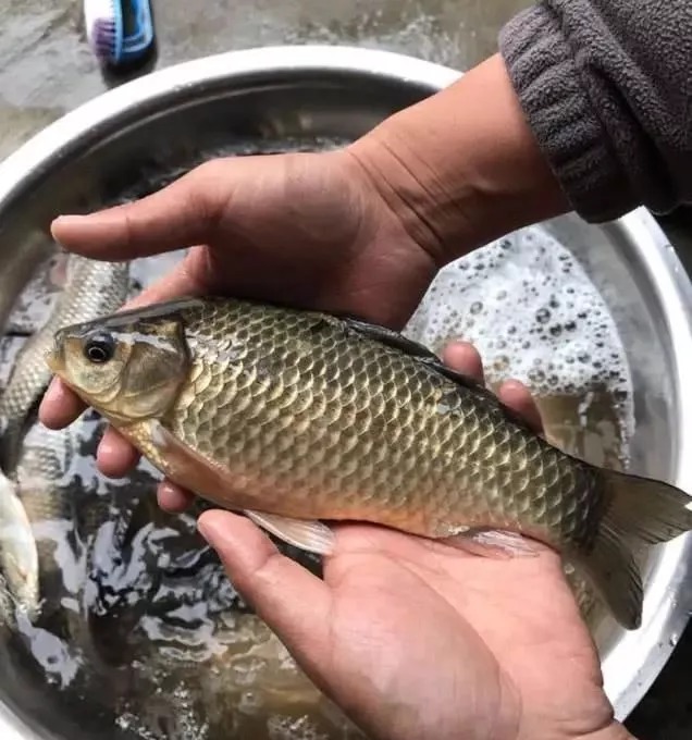 冬天不打窝反而钓得更多?多半是方法用错了,这样打窝聚鱼才快