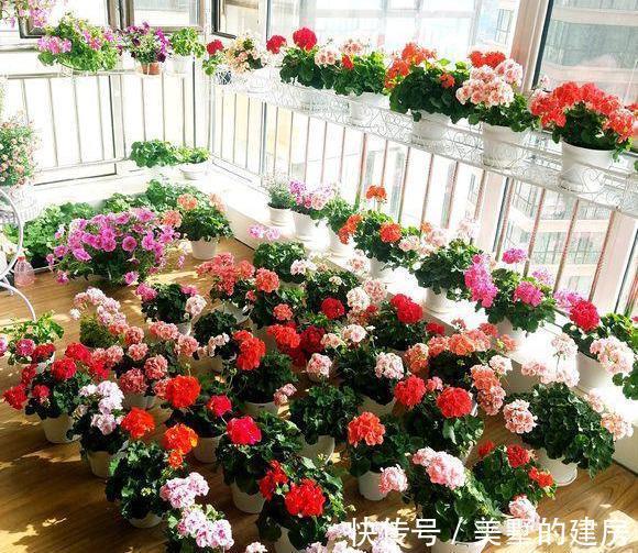 品种|懂花的人，钟爱4种花，开花容易爆，简单好打理