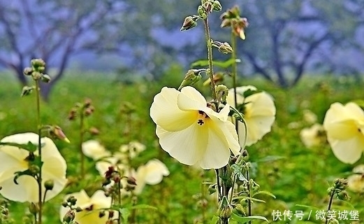 喝水时，加入此物，血管干净了，肌肤水嫩，女