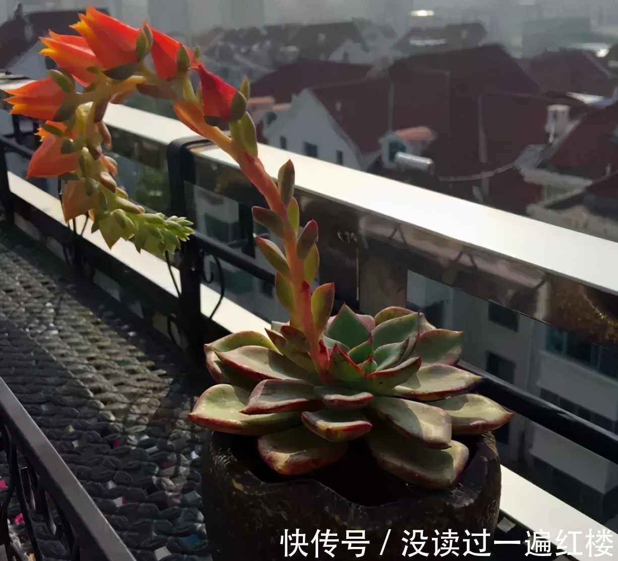 烦恼多肉开花该不该留?搞清楚“为什么”,想留就留、想剪就剪