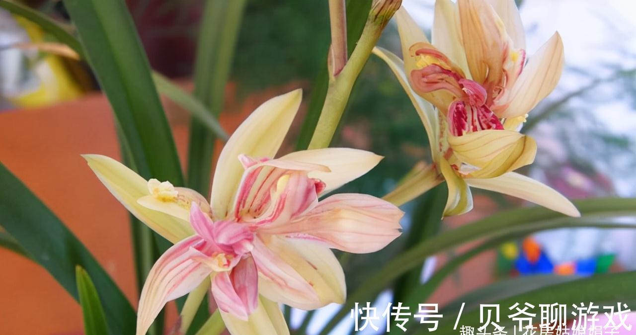 心目中香味比较浓郁的6种兰花，只开1朵就满室飘香，你赞同吗？