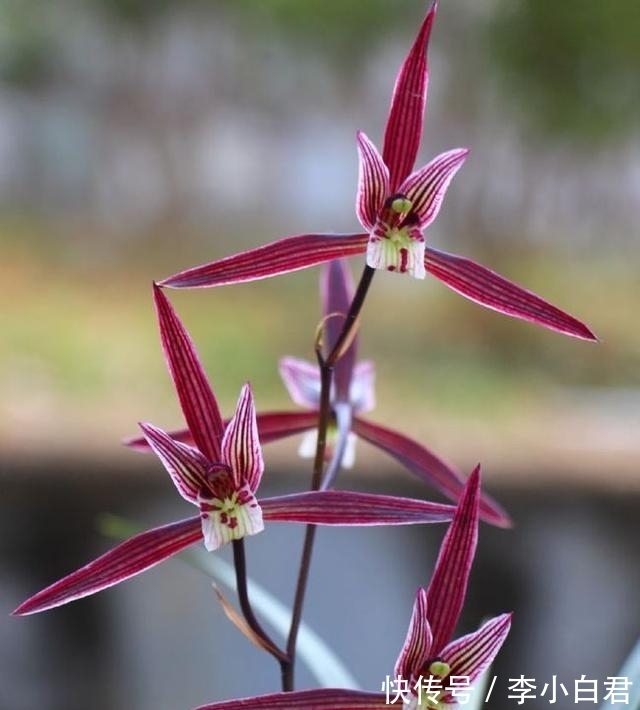 这款兰花“厉害”了,古香古色,冬季养正合适,左邻右舍都说好