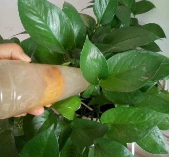 植物|阳台养花“6大错”，错了一个就黄叶，都占了就是“养花杀手”