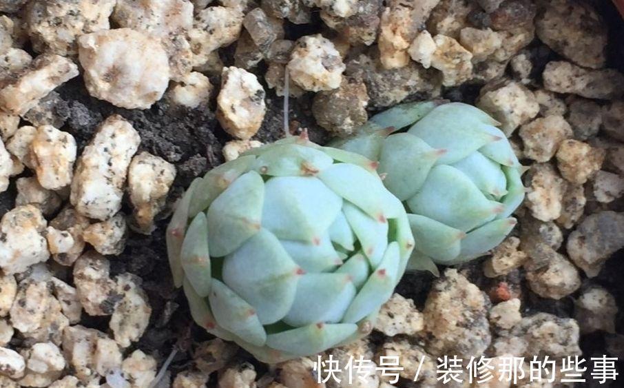 多肉植物|多肉静夜被誉为拟石莲花属超级母本,衍生的后代个个高颜值