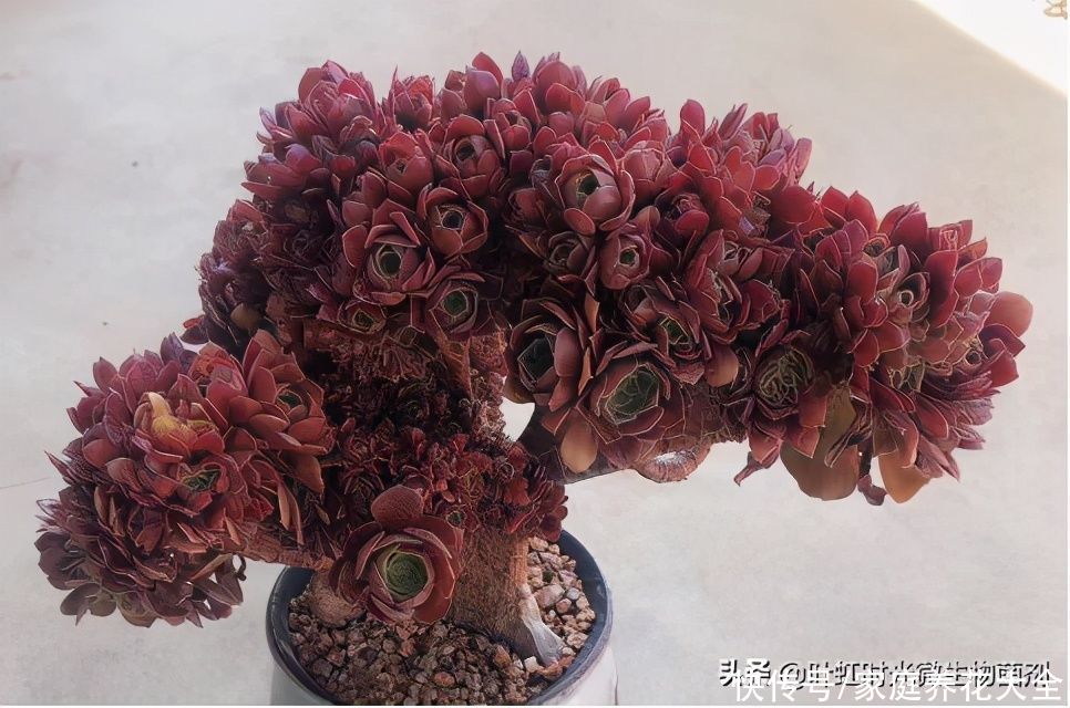 春季是多肉快速生长季，四点做好了，长出状态超美