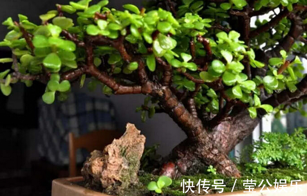 金枝玉叶也可以开花,教你几个养护的小技巧