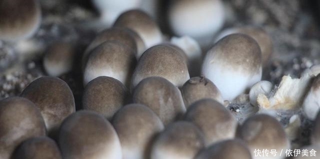 草菇5种最好吃的做法,每种都简单美味,看看你喜欢吃哪种?