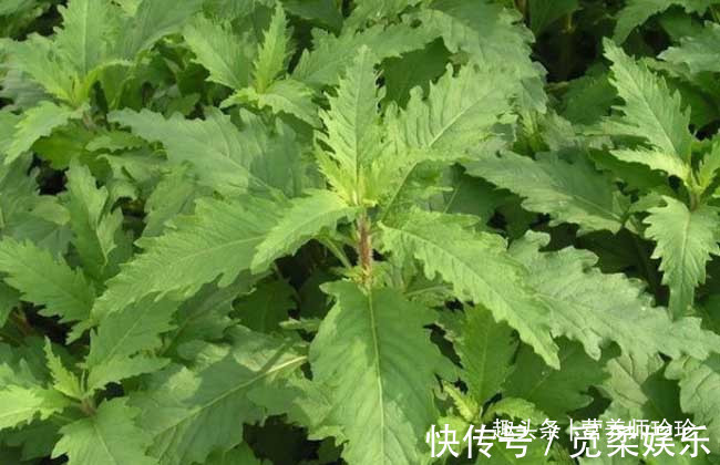 良药|闻着臭,煮熟是香的,曾拿来喂猪,却是治疗鼻炎的良药,你可认识