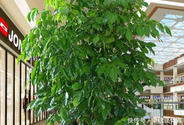 寓意|养花不如“养树”,这4种树镇宅又招财,时间越久越增值!