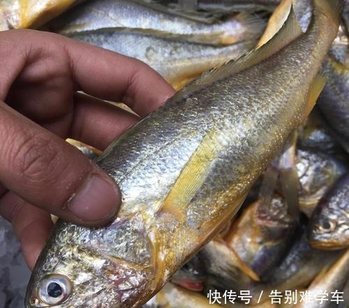  懂行的人买鱼专挑这4种鱼，无法人工养殖才更营养，贵的也值